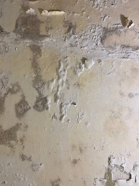 Best Certified Mold Removal  in Greenacres, CA