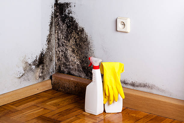 Best Home Mold Removal  in Greenacres, CA