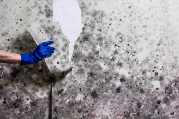 Professional Mold Removal in Greenacres, CA