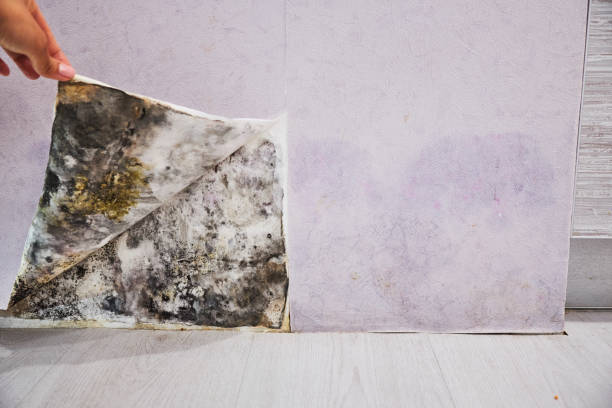 Best Attic Mold Removal  in Greenacres, CA